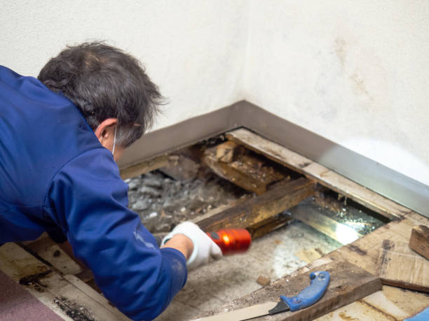 Best Mold Prevention Services  in Cupertino, CA